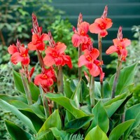 Canna Oklahoma