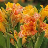 Canna Tenerife