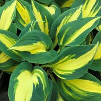 Hosta Party Popper