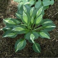 Hosta Snake Eyes