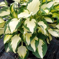 Hosta Georgia Sweetheart