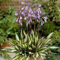 Hosta Cherry Berry