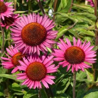 Echinacea Vintage Wine