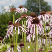 Echinacea Pallida