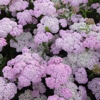 Achillea Rainbow Ending Blue