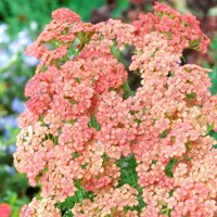 Achillea Apricot Delight