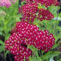 Achillea Summerwine