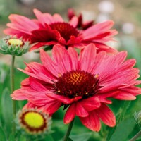 Gaillardia Arizona Red Shades