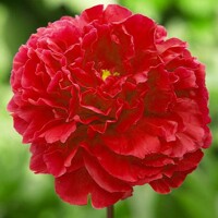 Pivonky Supreme Red