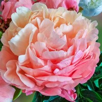 Pivonky Pink Hawaiiasn Coral