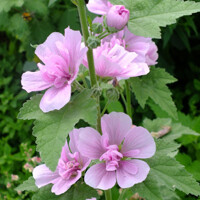 Alcea Rosea Parkrondell