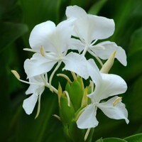 Hedychium Coronarium