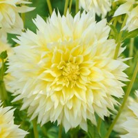 Dahlia Fubuki Canary