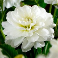Dahlia Onesta White