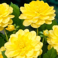 Dahlia Glorie Van Heemstede