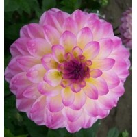 Dahlia El Paso