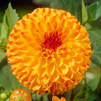 Dahlia Sunny Boy