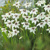 Acidanthera Bicolor - 5 ks v balení