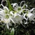 Hymenocallis Festalis