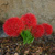 Scadoxus Multiflorus