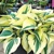 Hosta Firn Line