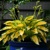 Hosta Orange Marmalade