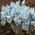 Iris Katharine Hodgkin 1ks