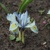 Iris Katharine Hodgkin 1ks