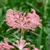 Nerine Flugel