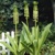 Eucomis Pole Evansii