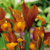 Iris Hollandica Autumn Princess - 3 ks v baleni