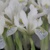 Iris Reticulata Polar Ice 1ks