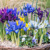 iris Reticulata Mix - 10 ks v balení