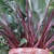 Hosta Red Cadet