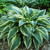 Hosta Bobcat