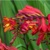 Crocosmia Emberglow - 5 ks v balení