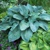 Hosta Millenium