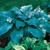 Hosta Blue Mammoth