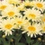 Leucanthemum Banana Cream