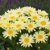 Leucanthemum Banana Cream