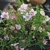 Oxalis Double Pink Wonder 1ks