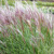 Tráva Miscanthus Kleine Silberspinne