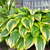 Hosta Victory