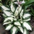 Hosta Fire And Ice