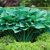 Hosta Krossa Regal