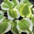 Hosta Sweet Innocence