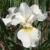 Iris Sibirica Harpswell Happiness