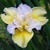 Iris Sibirica Yellow Tail