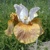 Iris Sibirica Sarah Tiffney