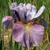 Iris Sibirica Careless Sally